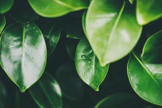 Close-up view of lush green leaves in a natural setting during daylight hours photo