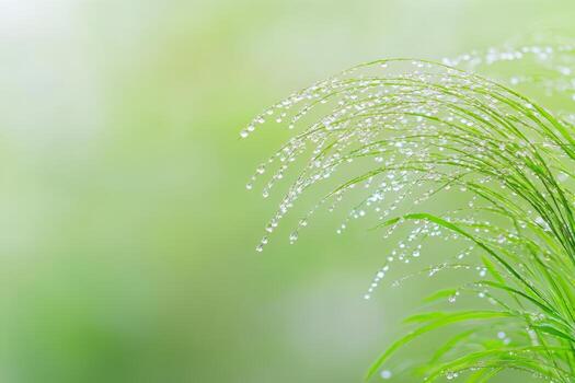 Fresh morning dew on grass blades in a serene nature setting photo