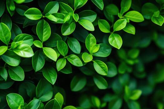 Vibrant green leaves create a lush backdrop in natural setting photo