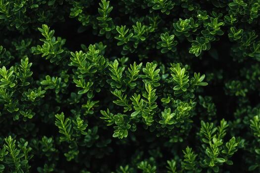 Lush green foliage displaying intricate patterns in a vibrant garden setting photo