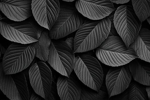 Dark green leaves create a textured pattern in monochrome style photo