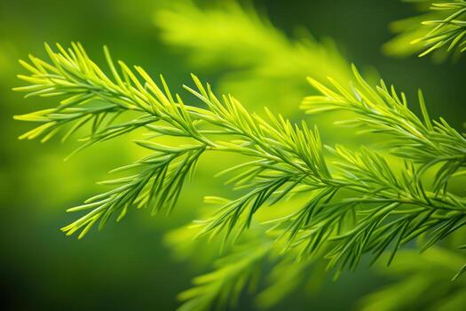 Close-up of vibrant green coniferous branch against blurred backdrop photo