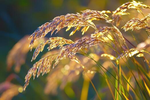Golden sunlight filters through tall grass in a serene meadow setting photo