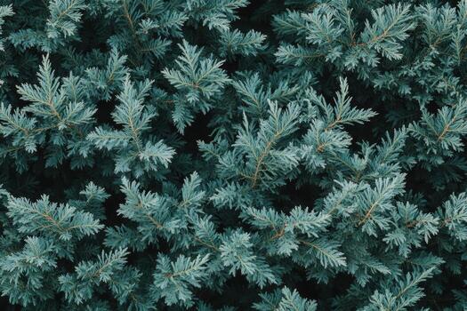 Fresh green coniferous leaves create a vibrant natural carpet on the ground photo