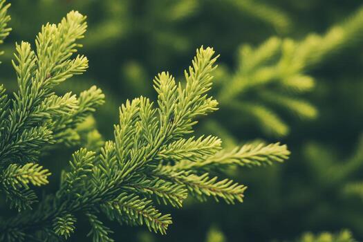 Close up view of vibrant green tree branches in a natural setting photo