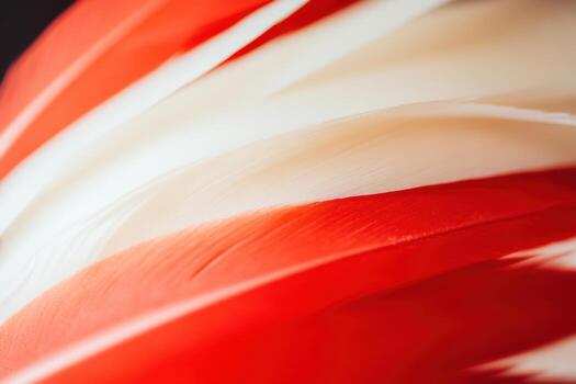 Captivating abstract close-up of red and white feathers displaying texture photo