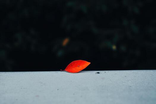 Bright red leaf resting on a smooth surface during autumn's transition photo