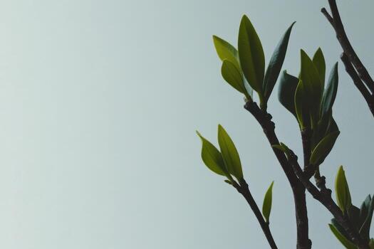 Fresh green leaves on a branch against a soft backdrop in daylight photo
