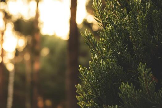 Lush greenery framed by soft sunlight in a quiet forest setting photo
