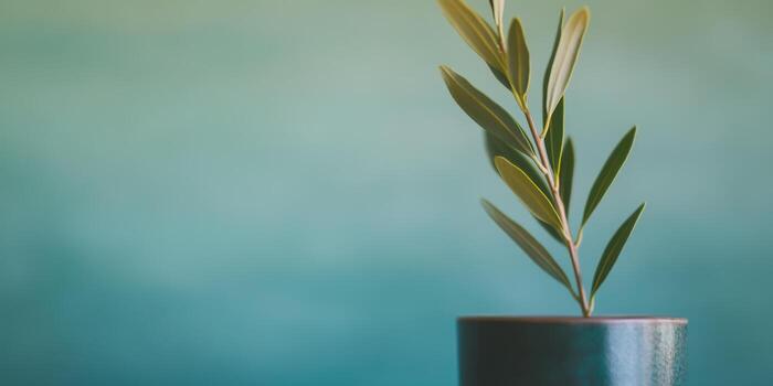 Olive branch in green pot on soft gradient background photo