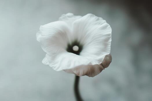 Delicate white flower with soft petals on a blurred background in natural light photo