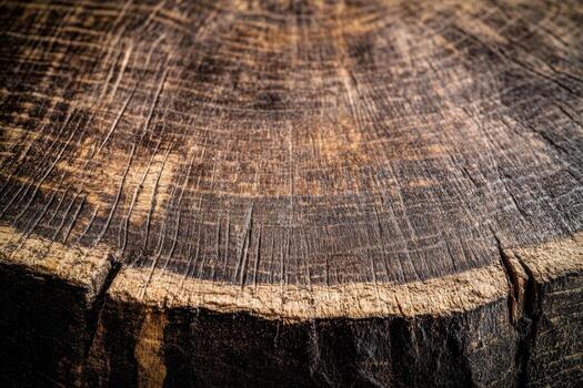 Textured wooden surface displaying tree rings and natural patterns photo
