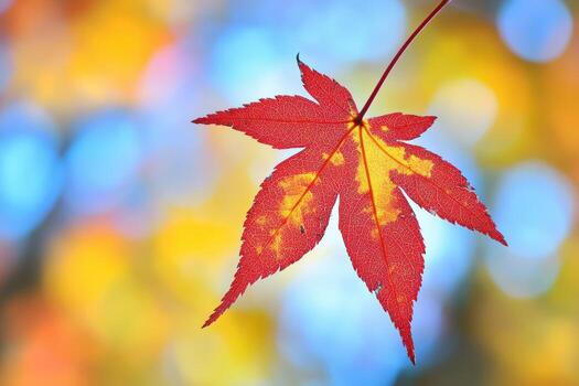 Vibrant red maple leaf against a blurred colorful background in autumn photo