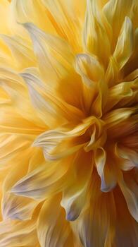 yellow dahlia flower macro close up abstract background high quality print photo
