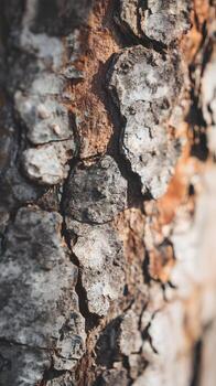 Close-up of tree bark texture background. Abstract nature background with copy space. photo