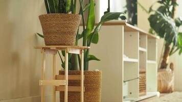 brilhante vivo quarto com em vaso plantas dentro natural luz video