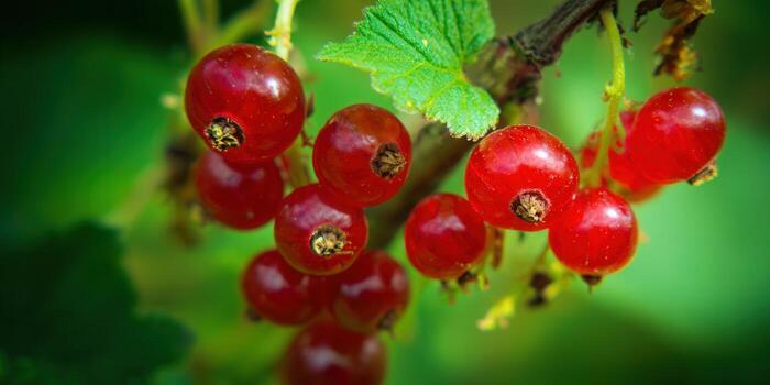 A cluster of juicy red currants hanging from a branch in a garden. photo