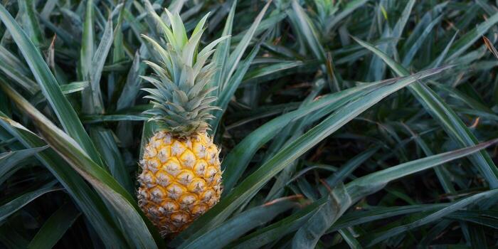 A close-up shot of a ripe pineapple growing in its natural environment. photo