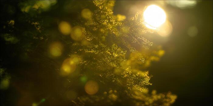 Sunlit plant branches with a glowing sun, creating a warm and inviting atmosphere. photo