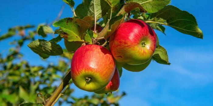 Close-up of juicy red apples hanging from a tree branch on a sunny day. photo