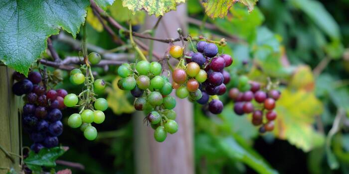 A vibrant display of colorful grapes on a vine, ready for harvest. photo