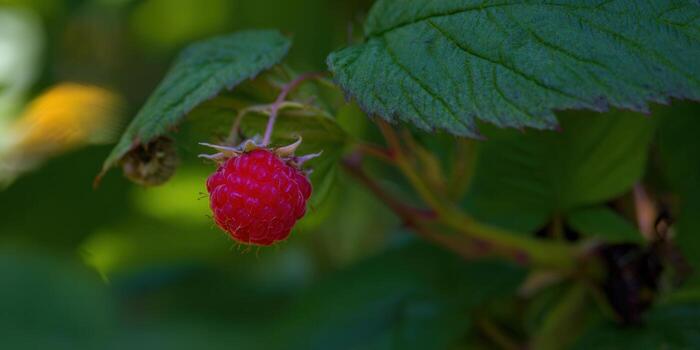 A single ripe raspberry hangs on the branch among green leaves in the sunlight. photo