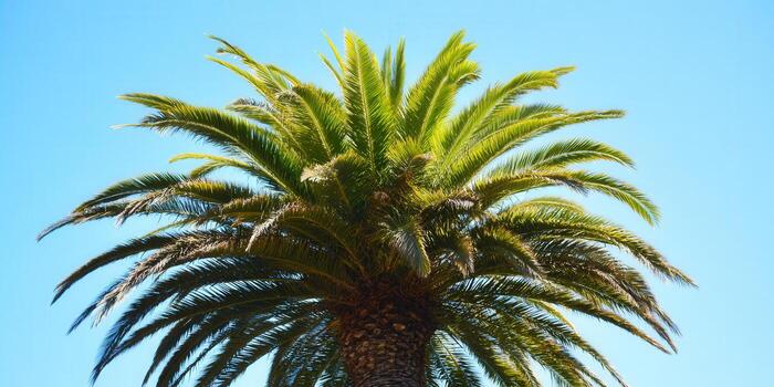 A beautiful palm tree showcases its lush green fronds against a bright blue sky. photo