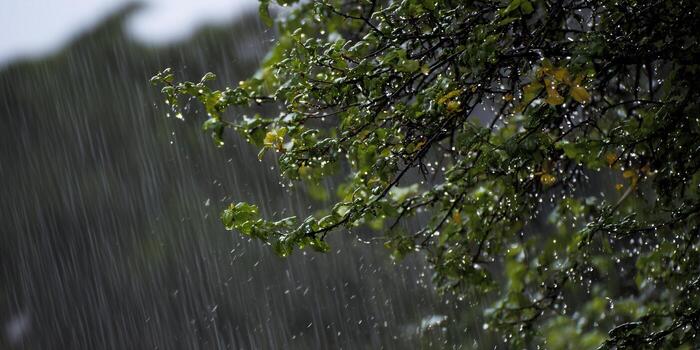Raindrops cascade through the leaves, creating a serene and natural scene. photo