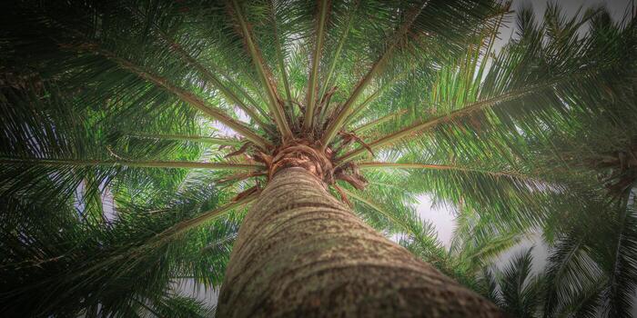 Vibrant view of a palm tree, looking upwards into the green canopy and sky. photo