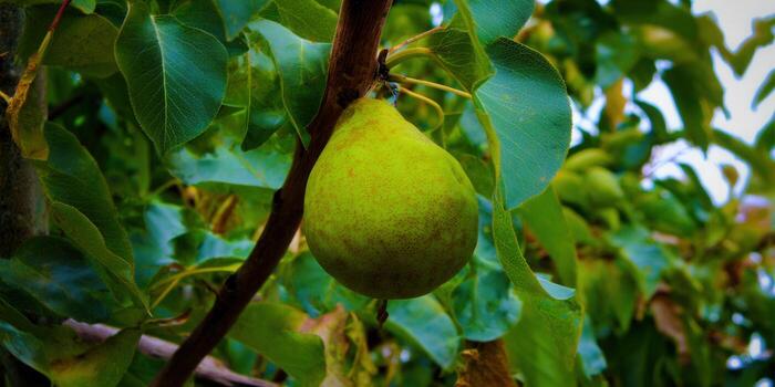 A vibrant pear dangles from its tree, showcasing nature's fresh and healthy bounty. photo