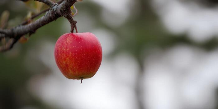 A beautiful, ripe red apple hangs from a branch, ready for harvest in an orchard. photo
