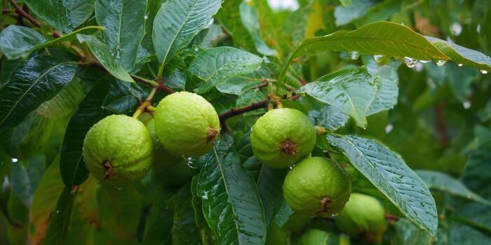 Vibrant green guavas with water drops on the tree branch and leaves. photo