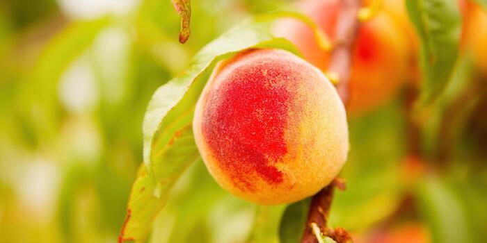 A beautiful, ripe peach hangs from a branch, ready for picking in the sunshine. photo