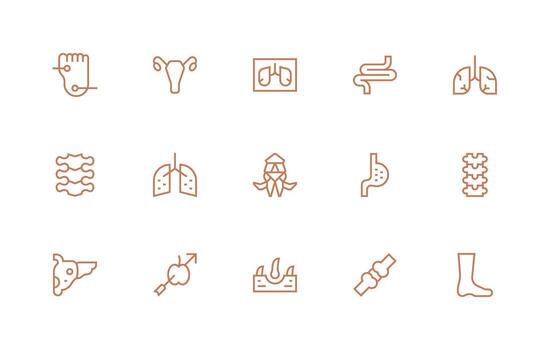 Anatomy Icon Set with 15 Regular Line Graphics Organized Icon Pack for Quick Access vector