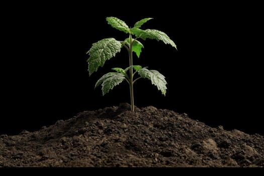 A small plant growing out of dirt on a black background photo
