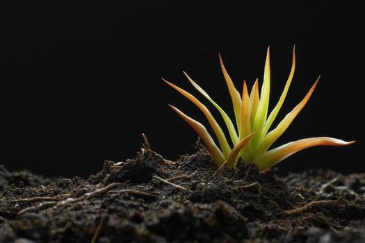 A small plant growing out of the ground photo
