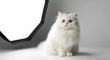 blanco persa gato estudio Disparo foto