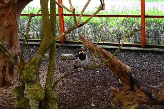 un pájaro sentado en un árbol rama en un zoo foto