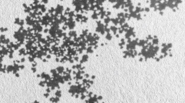 Abstract Tree Shadow Overlay on Textured Paper Background for Creative Designs and Mockups photo