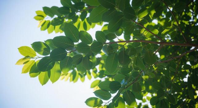 Lush Green Canopy of a Tree with Sunlight Filtering Through Leaves Against a Blue Sky photo