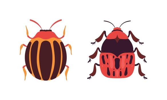 Bug Species Set, Top View of Redbug and Colorado Insects Cartoon Illustration vector