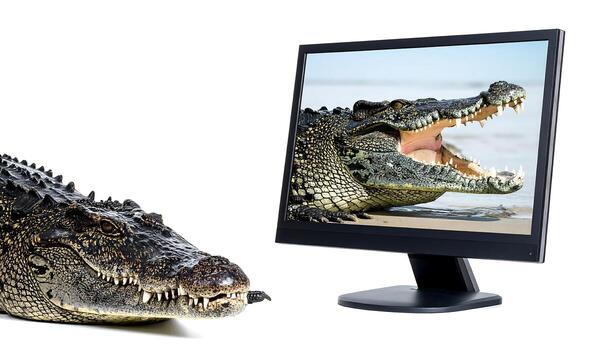 Beware the bite of online threats with an alligator emerging from a computer screen photo