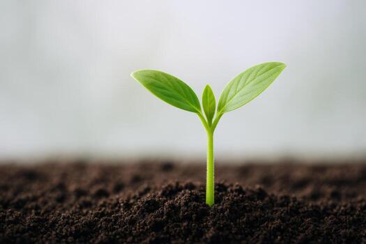 Fresh Sprout Emerging from Soil Depicting Growth, Renewal, and New Beginnings in Agriculture and Horticulture photo