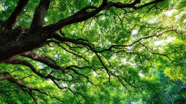 Lush Green Canopy A Low Angle View of a Majestic Tree with Sunlight Filtering Through photo