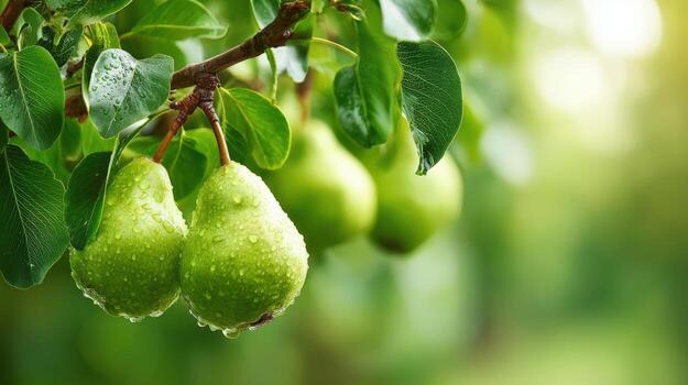 Fresh Green Pears Hanging on a Tree Branch with Water Droplets in Natural Light photo