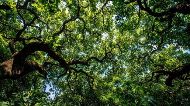 Lush Canopy of Trees A Verdant Forest Scene with Intertwining Branches and Sunlight photo