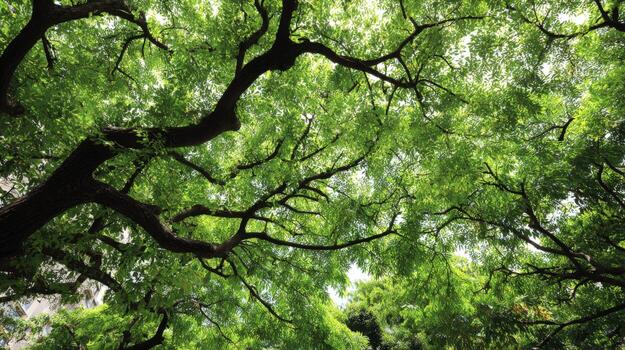 Lush Green Canopy of Trees with Branches Spreading Wide, Offering Shade and Tranquility photo