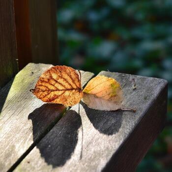 A leaf on a bench photo