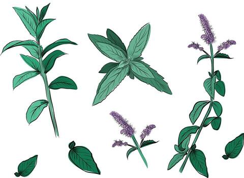 Mint branches from different angles set vector