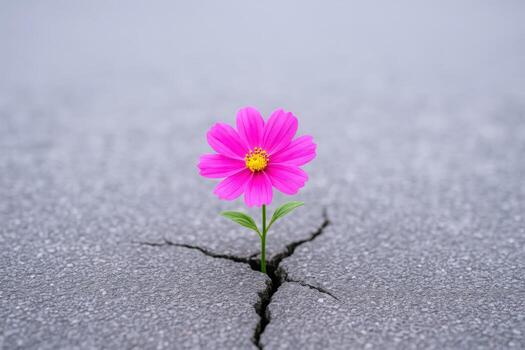 Resilient Pink Flower Growing Through Crack in Concrete, Symbolizing Strength and Perseverance Against All Odds photo